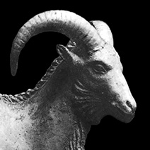 Aoudad