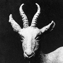 Springbok