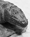 Eryops
