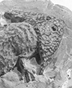Diplocaulus