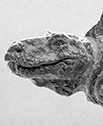 Dimetrodon