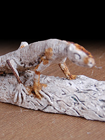 Araeoscelis maquette