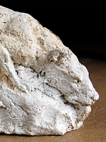 Hyaenodon maquette