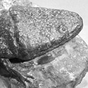 Metoposaurus