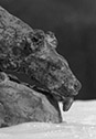 Hyaenodon A