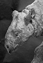 Amynodontopsis A