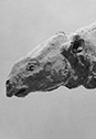 Amynodontopsis B