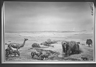 Miocene diorama