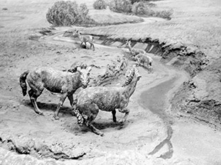 Closeup of Miocene diorama