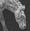 Hipparion A