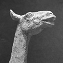 Procamelus