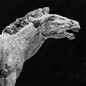 Pliohippus A