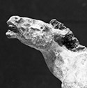 Pliohippus B