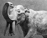 Gomphotherium