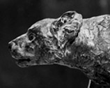 Osteoborus