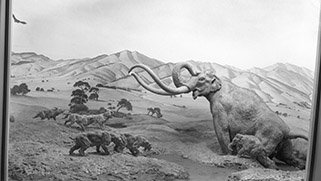 Pleistocene diorama B