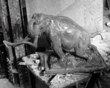 Adult mammoth A