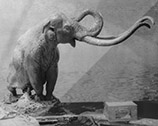 Adult mammoth B