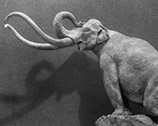 Adult mammoth C