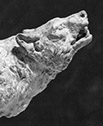 Canis dirus B