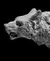 Canis dirus C