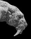 Smilodon A