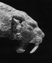 Smilodon B