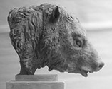 Paramylodon