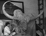 Huff working on the bison head