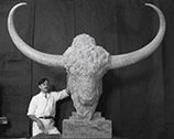 Huff with the finished bison head