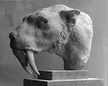 The finished Smilodon head