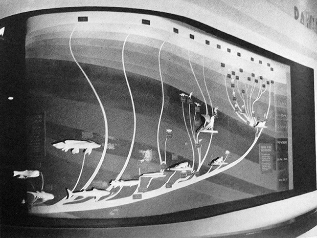 The Rise of the Vertebrates