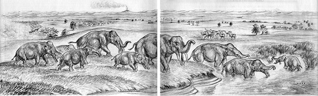 Gomphotherium panorama