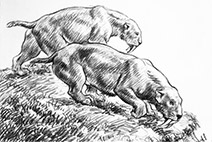 Drawing of two Smilodon