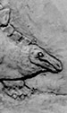 Stegosaurus
