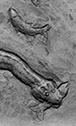 Hydrotherosaurus
