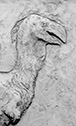 Diatryma