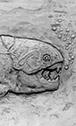Dinichthys
