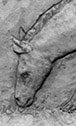 Eohippus