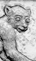 Primate