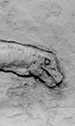 Brontosaurus