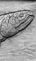 Eusthenopteron