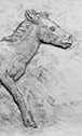 Hipparion
