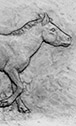 Miohippus