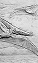 Pteranodon
