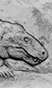 Dicynodont