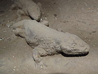The two Eryops