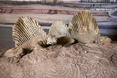 The three Edaphosaurus
