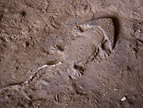 Diplocaulus
