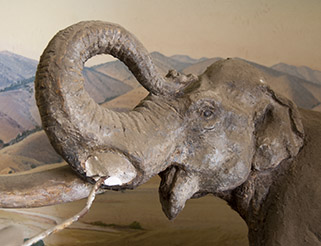 The head of the adult mammoth